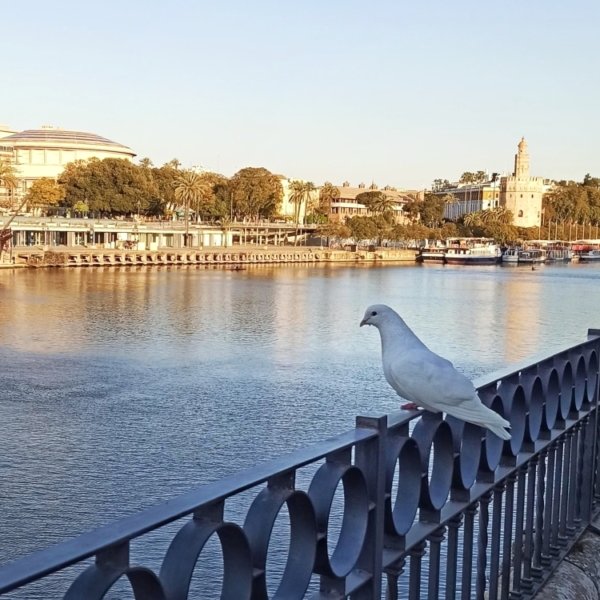 16 rio guadalquivir torre del oro